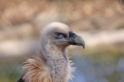 Griffon vulture Stock Photos