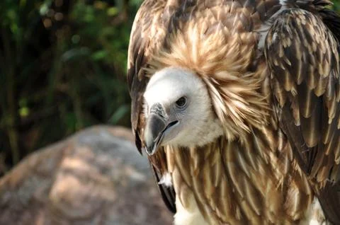 Griffon vulture Stock Photos