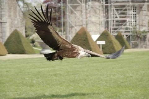 Griffon vulture Stock Photos