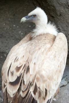 Griffon vulture Stock Photos