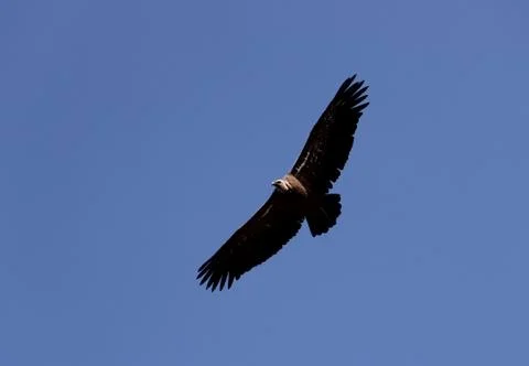 Griffon vulture Stock Photos