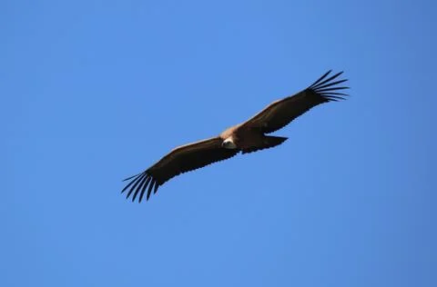Griffon vulture Stock Photos