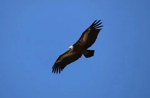 Griffon vulture 스톡 사진