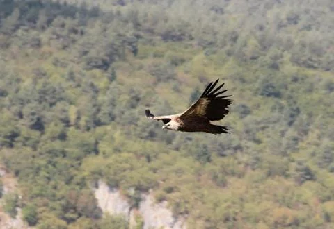 Griffon vulture Stock Photos