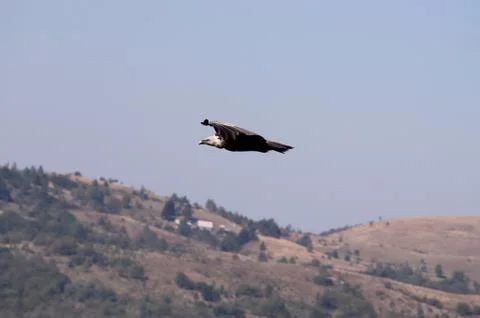 Griffon vulture Stock Photos