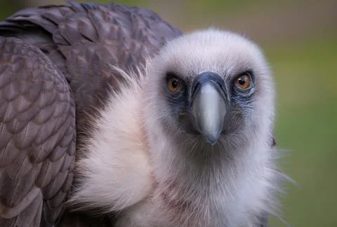 Griffon Vulture Foto stock