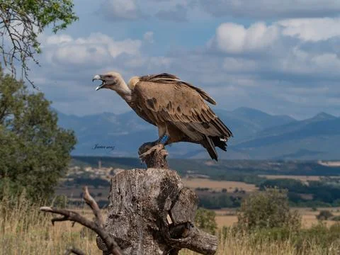 Griffon vulture Stock Photos