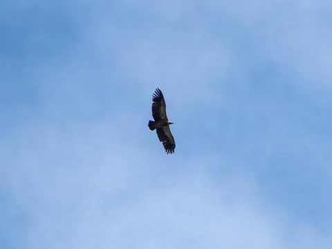 Griffon vulture Stock Photos