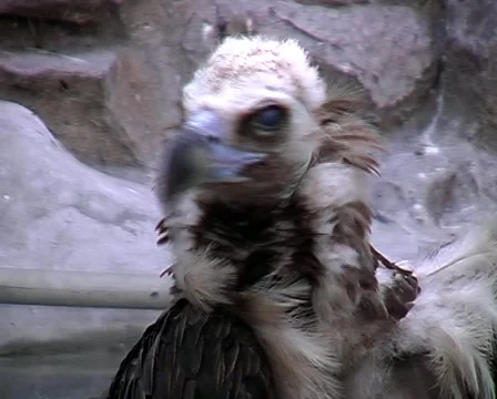Griffon Vulture preening. 스톡 동영상 905971