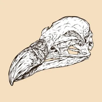 Griffon vulture skull head vector illustration Stock Illustration