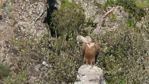 Griffon vulture, Spain Stock Footage 171454977