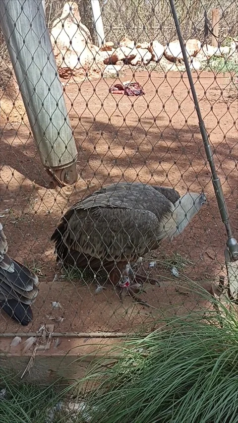 Griffon vulture standing behind a wire mesh fence in a zoo enclosure Stock Footage 343959483