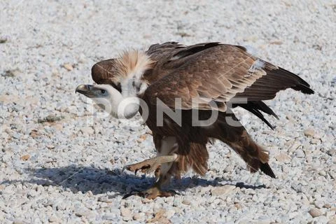 Griffon vulture walks on gravel. Big preditor bird Stock Photos