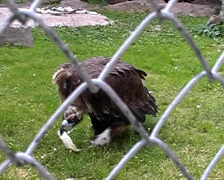 Griffon Vulture with white dead mouse in beak. 스톡 동영상 1065276