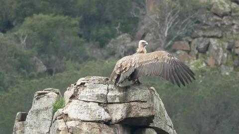 Griffon vulture with wings expanded, Spain Stock Footage 234330309