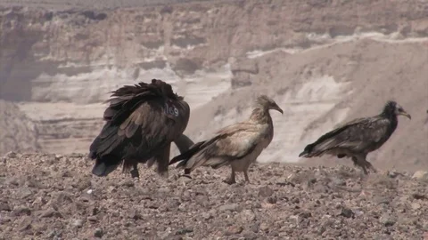 Griffon vultures feeding Stock Footage 81375765