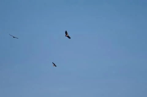 Griffon vultures in flight. Stock Photos