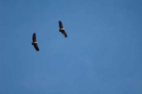 Griffon vultures in flight. Stock Photos