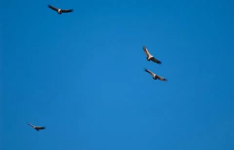 Griffon vultures in flight. Stock Photos