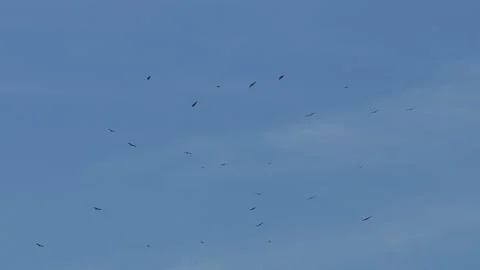 Griffon vultures flying gracefully over Tiétar Valley in slow motion Stock Footage 319476207