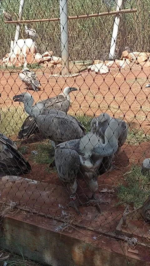 Griffon Vultures Group Inside Large Aviary Enclosure at Temara Zoo Morocco Stock Footage 343959495