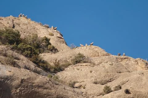 Griffon vultures. Foto stock