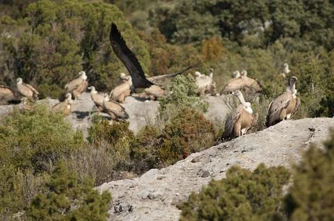 Griffon vultures. Stock Photos