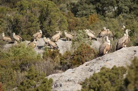 Griffon vultures. Stock Photos