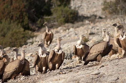 Griffon vultures. Stock Photos