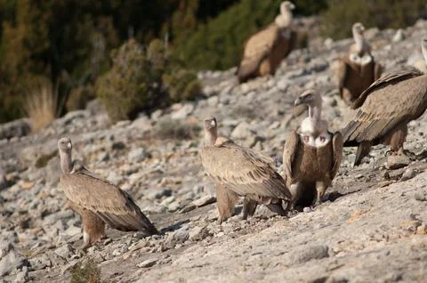 Griffon vultures. Stock Photos