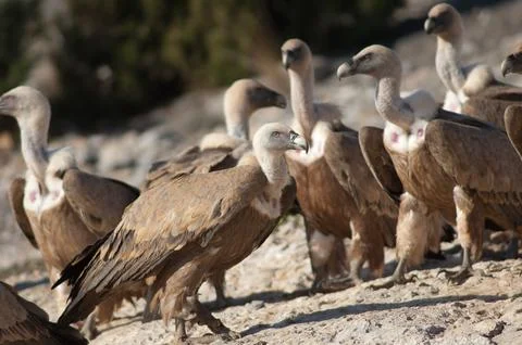 Griffon vultures. Stock Photos