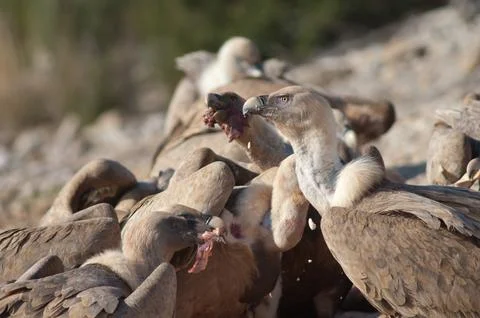 Griffon vultures. Stock Photos