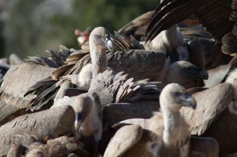 Griffon vultures. Stock Photos
