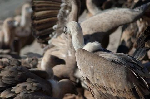 Griffon vultures. Stock Photos