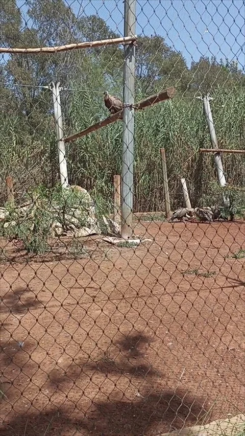 Griffon Vultures Resting Inside a Zoo Aviary Enclosure Stock Footage 343959501