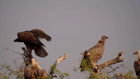 Griffon Vultures Resting on Tree in Thar Desert Stock Footage 312030389
