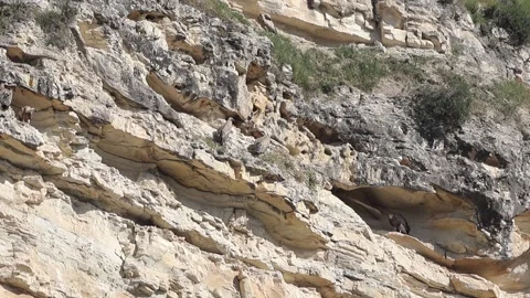 Griffon Vultures On Steep Rocky Cliffs Cyprus Wildlife Stock Footage 336487367