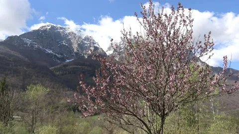 The Grigna Mountain and colourful tree, Valsassina Stock-Footage 155202376
