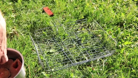 Grill the fish on the fire. Salmon Stock Footage 89608941