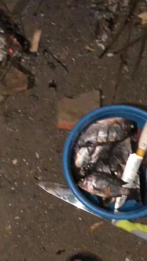 Grilled caught fish Stock Footage 278727523