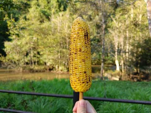 Grilled corn, appetizer, picnic time Stock Photos