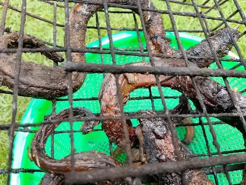 Grilled eel, which will be cooked with green chilies. Фото