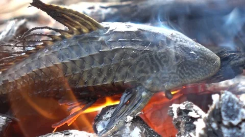 Grilled fish on fire Stock Footage 101316056