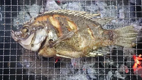 Grilled fish. Stock Footage 135459410