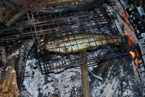 Grilled fish  Stock Photos