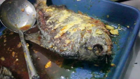 Grilled Gurami fish Stock Footage 237141833
