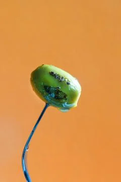 Grilled olive on the fork Stock Photos
