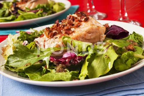 Grilled salmon on a bed of salad Stock Photos