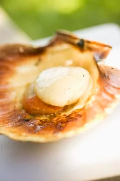 Grilled scallop Stock Photos