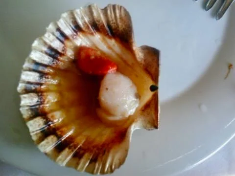 Grilled Scallop Stock Photos